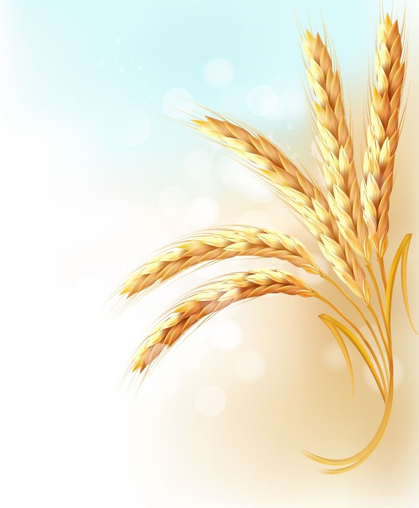 Рамка с колосьями пшеницы