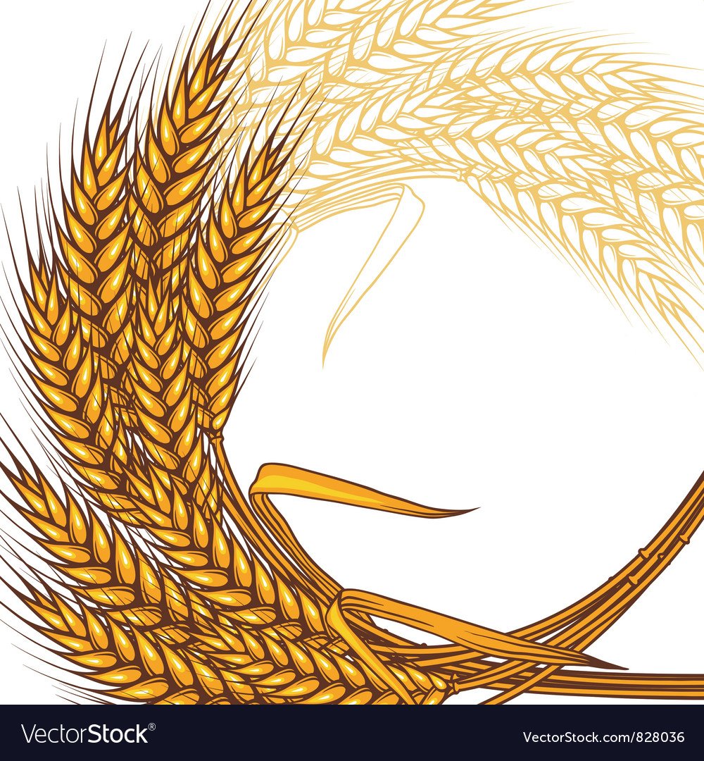 Обрамление из колосьев