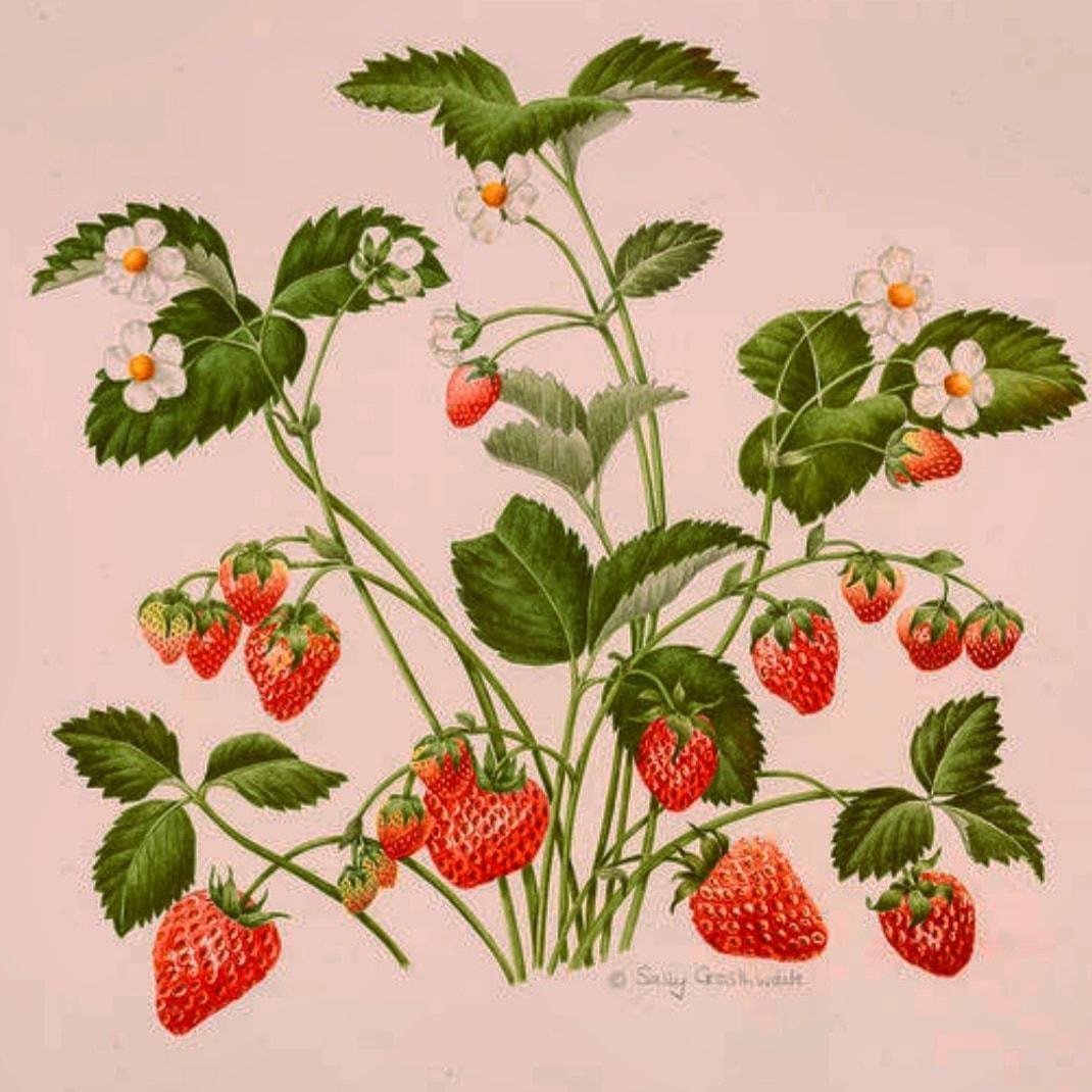 Земляника для дошкольников