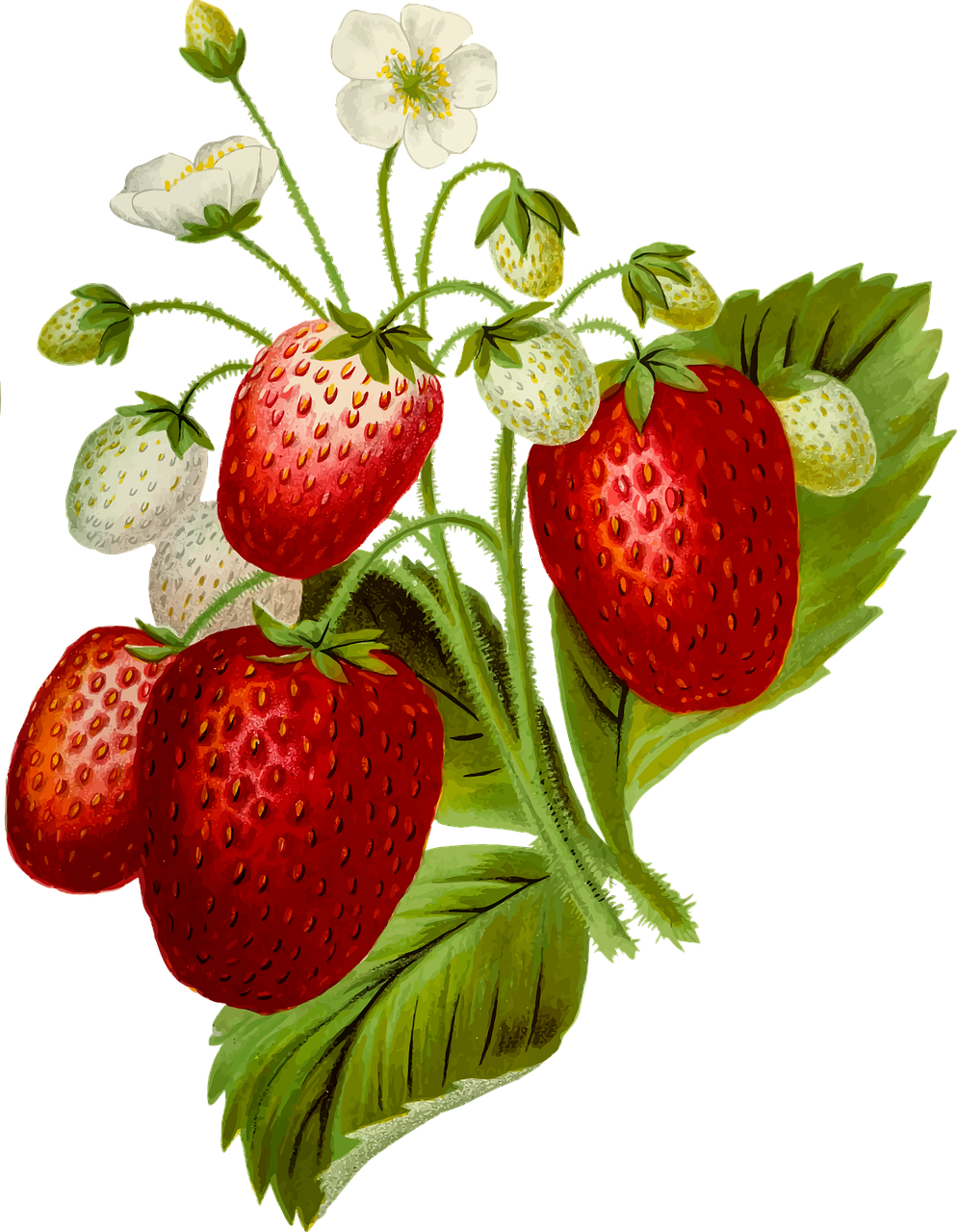 Земляника на прозрачном фоне