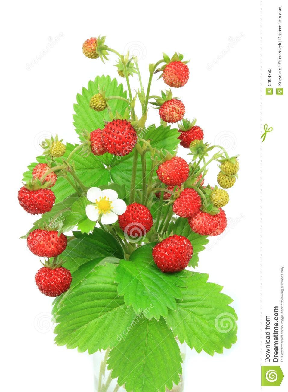 Земляника Лесная кустик