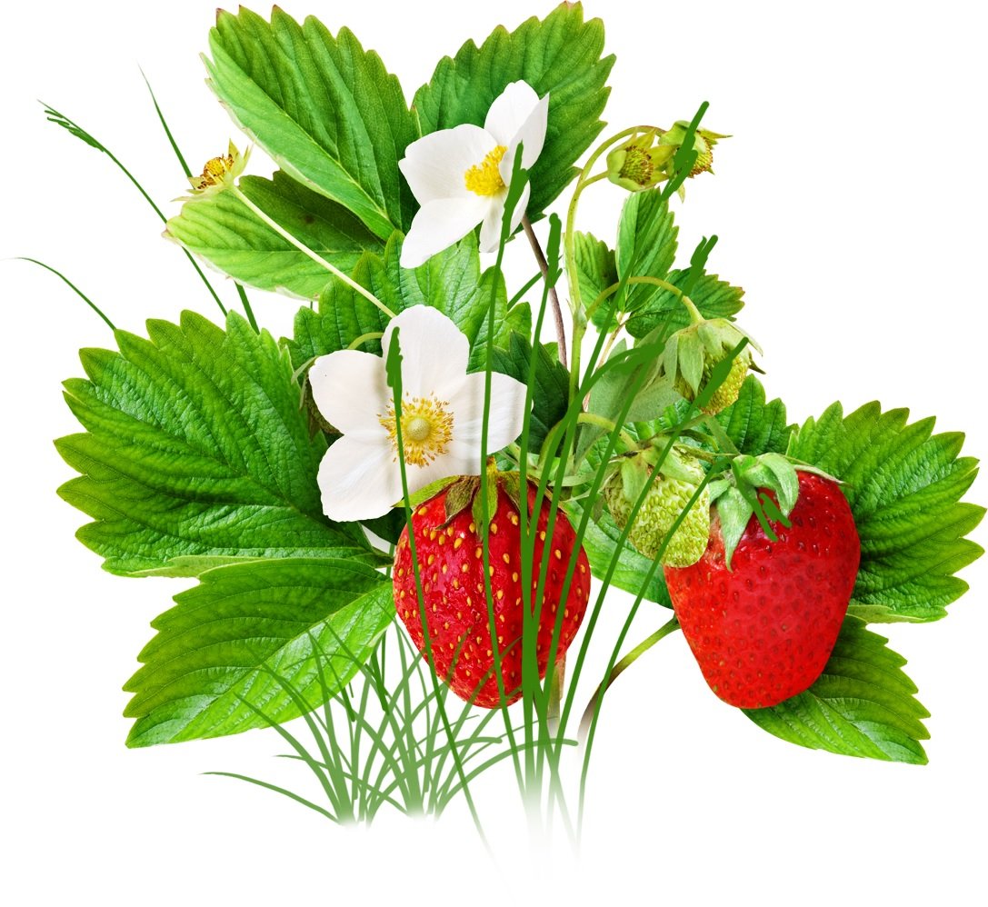 Земляника Лесная куст