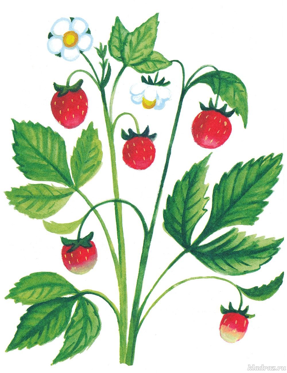 Земляника картинка для детей