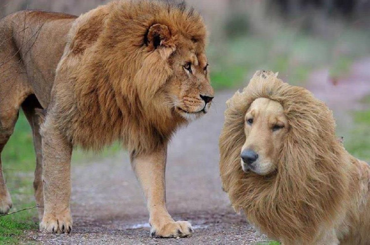 Лев и собачка раскраска