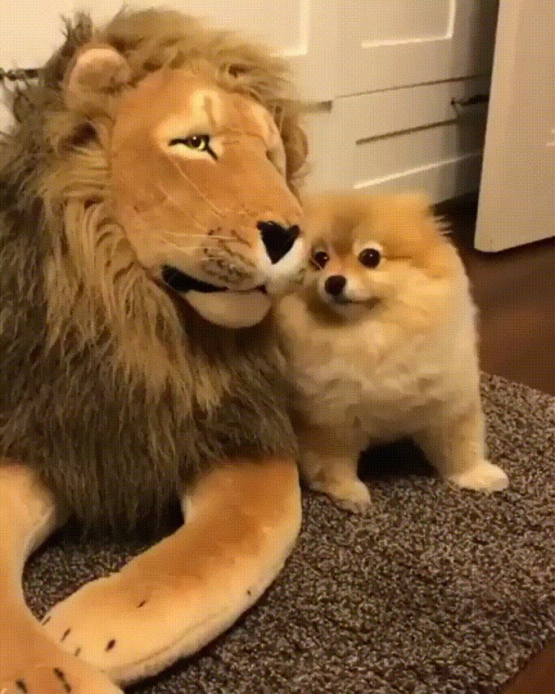 Спящий Лев рисунок