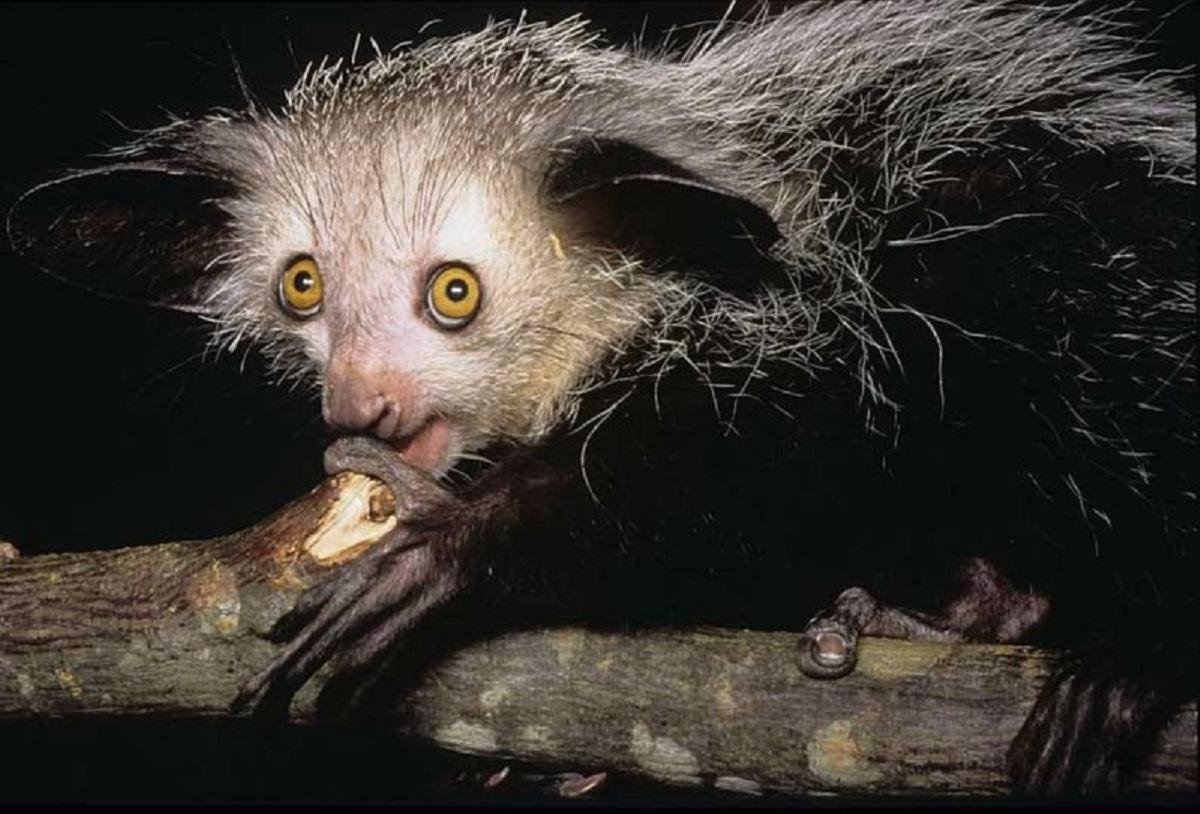 Мадагаскарская руконожка страшная