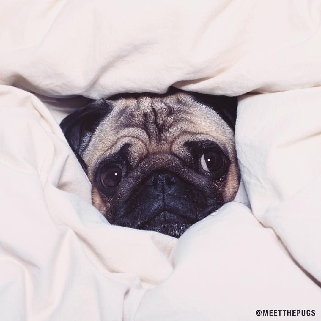 Мопс Пинтерест