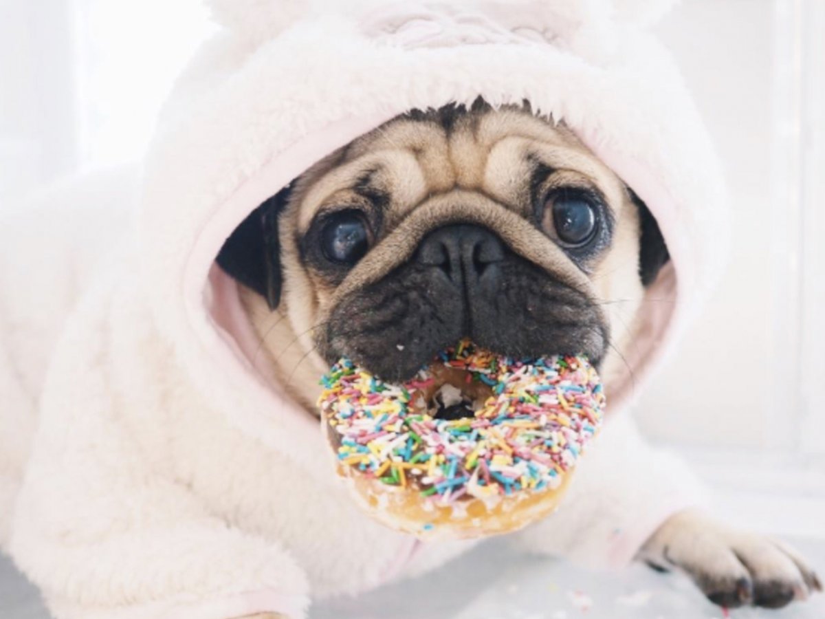 Пижама с мопсами