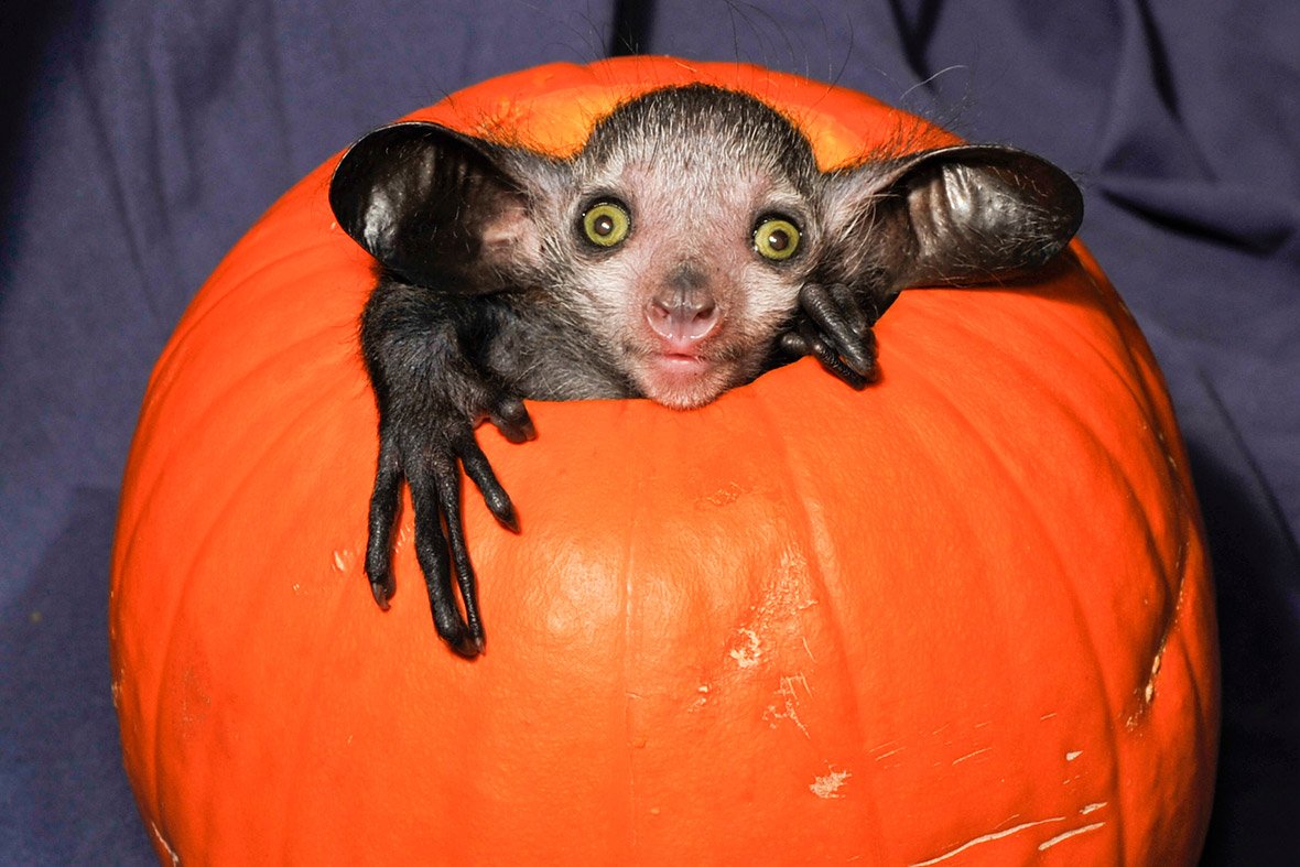 Болотная крыса чучундра