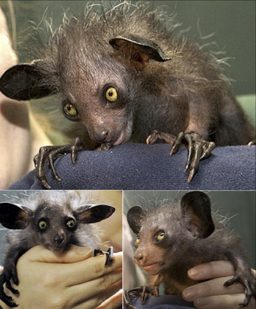 Мадагаскарский лемур ареал