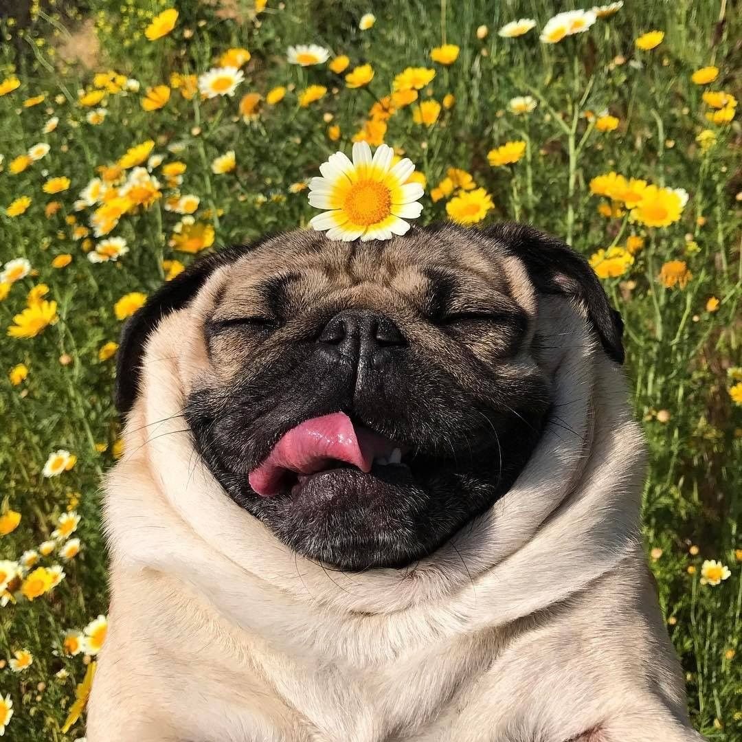 Мопс с цветами
