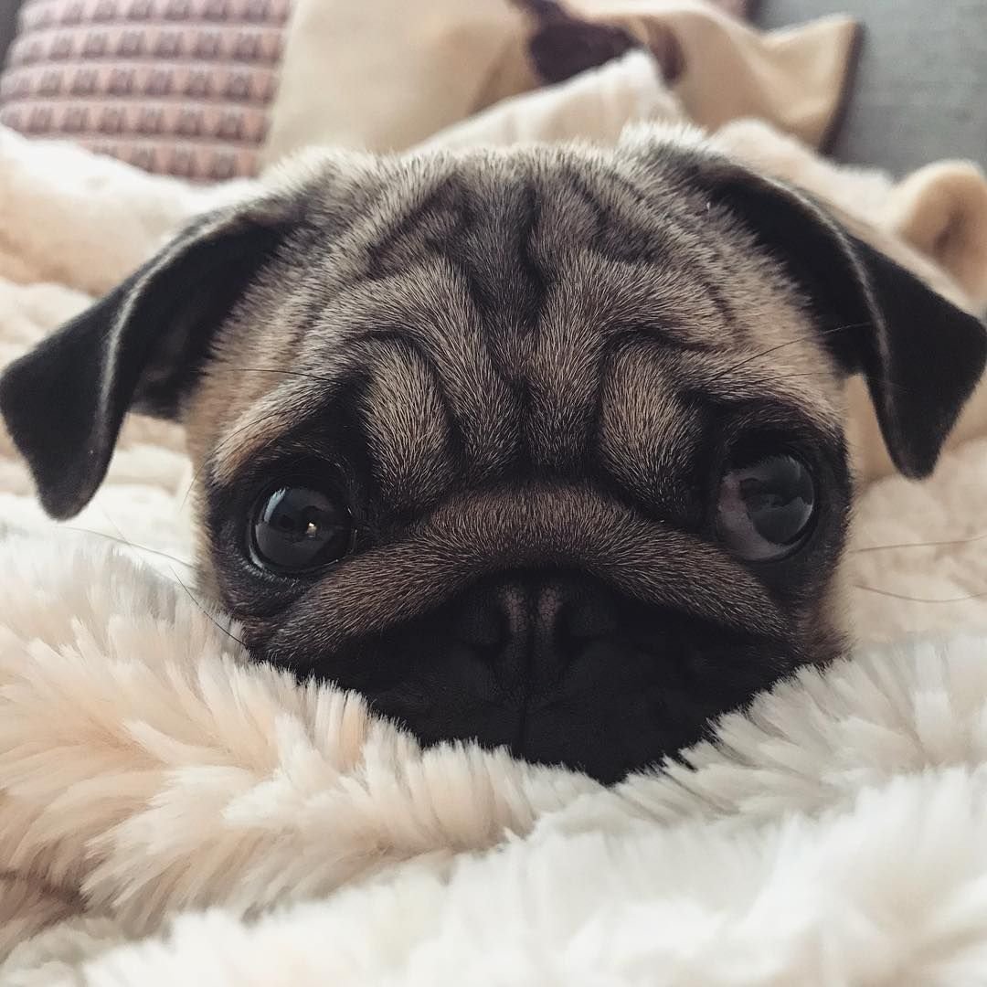 Мопс Эстетика Пинтерест