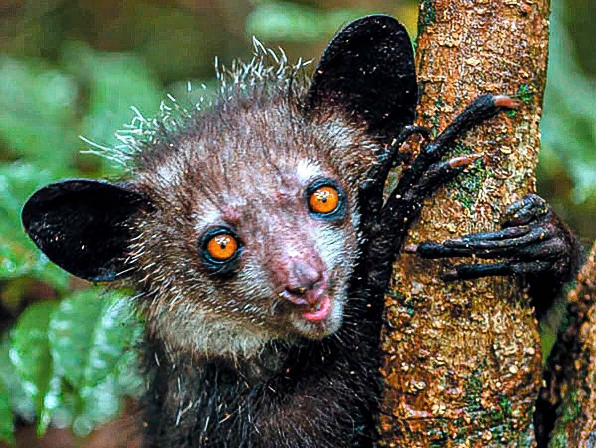 Мадагаскарская сороконожка