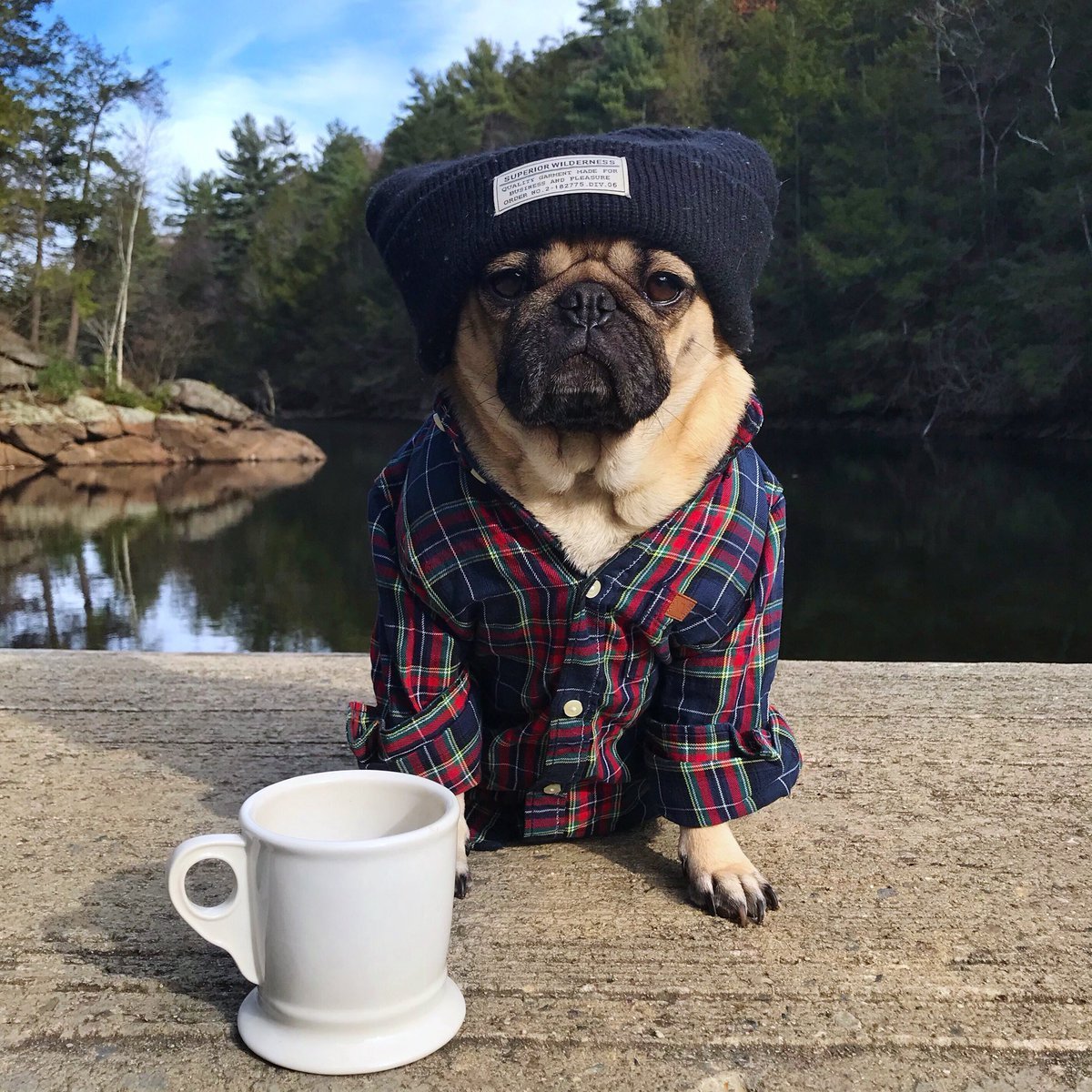 Доброе утро мопсик