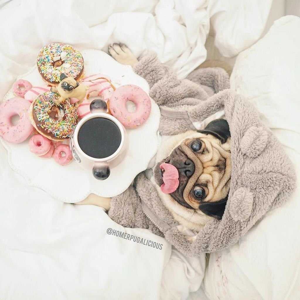 Мопс с пончиком