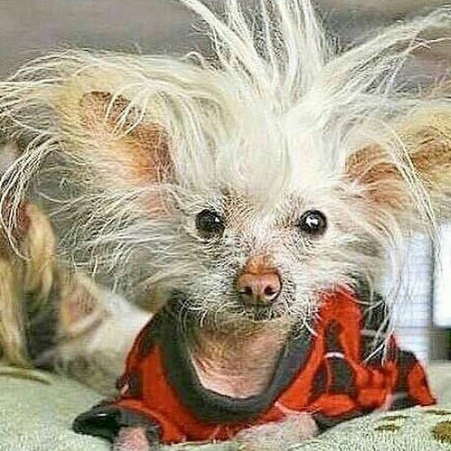 Чучундра животное