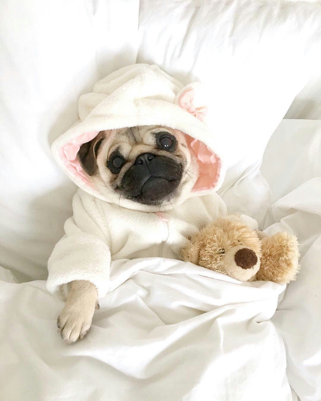 Доброе утро Мопс