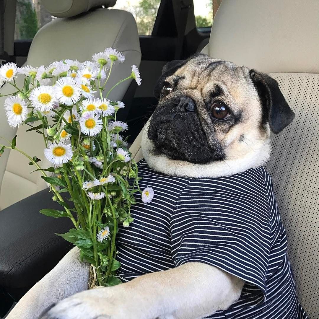 Мопс с цветочком