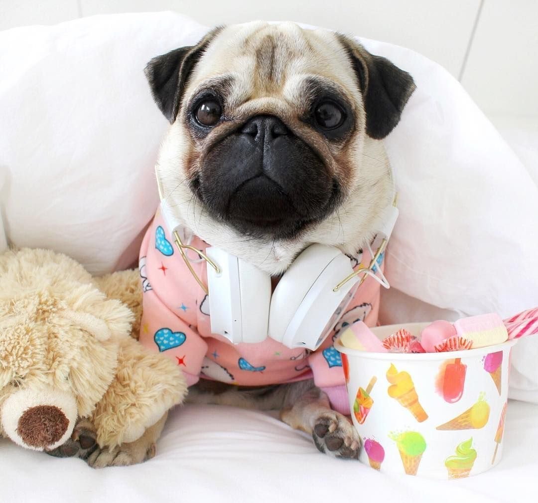 Мопс миленький