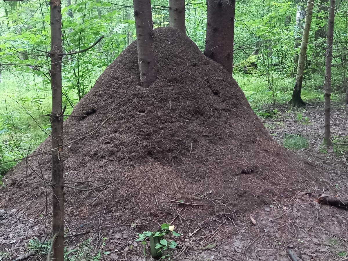 Муравьиная арт рисунок