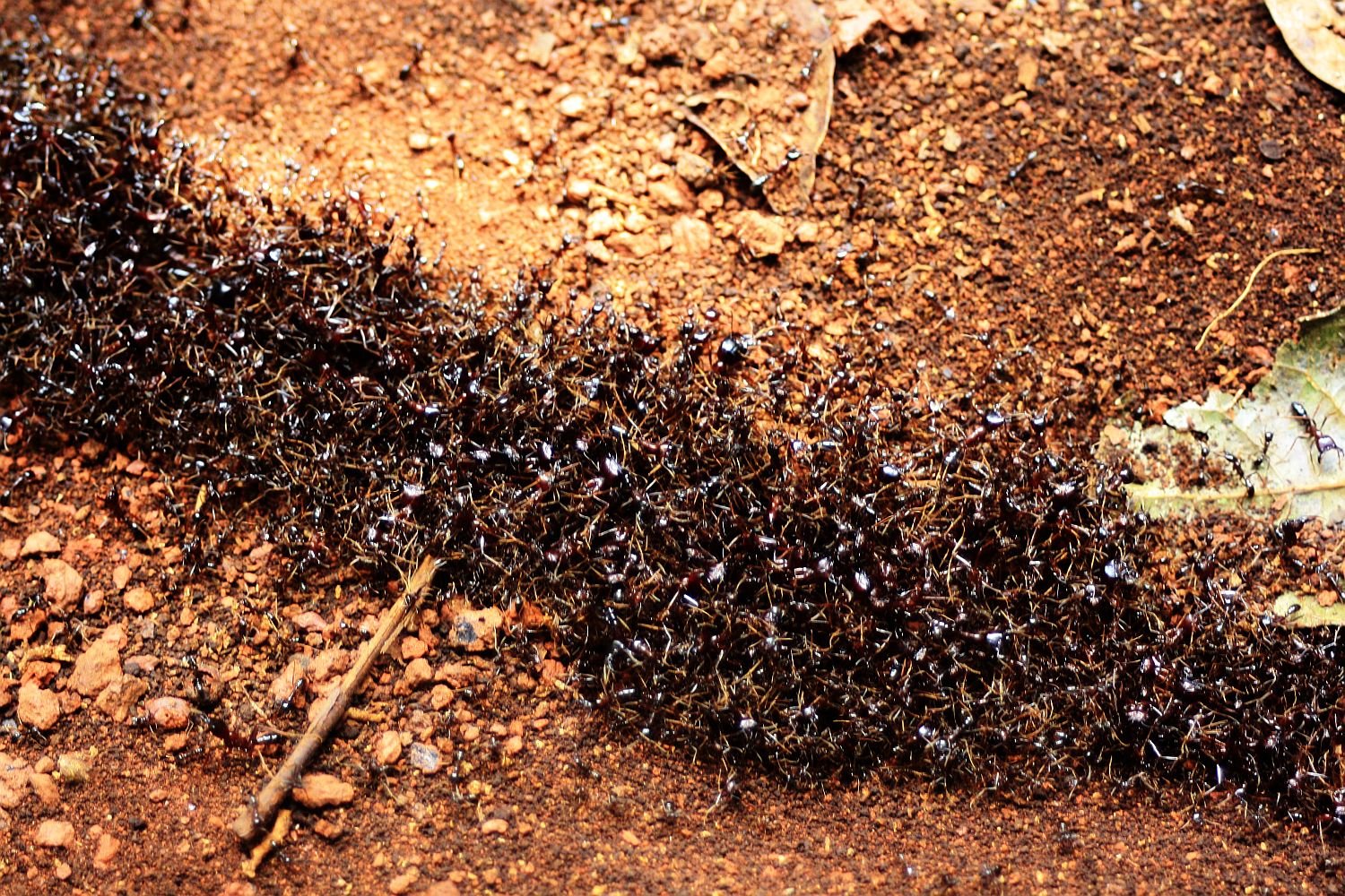 Куча муравьев. Муравьи дорилины. Дерновые муравьи. Муравьи в муравейнике. Муравьиная дорожка.