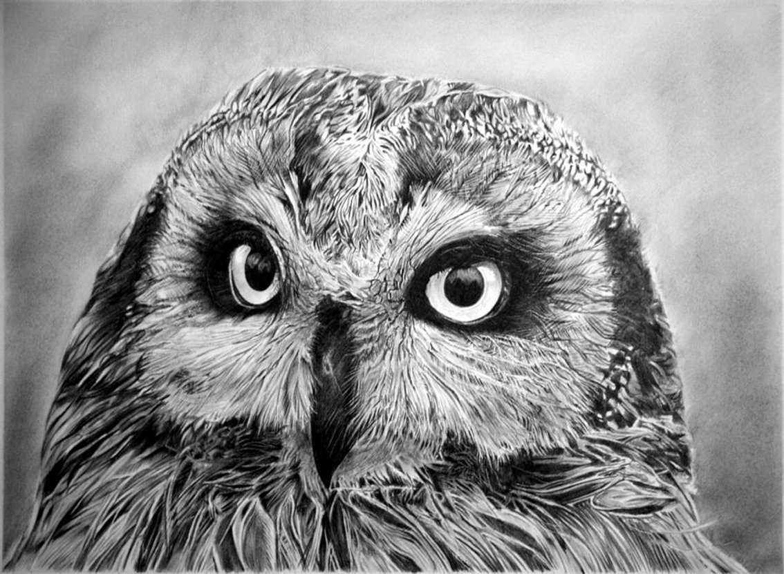 Сова Графика