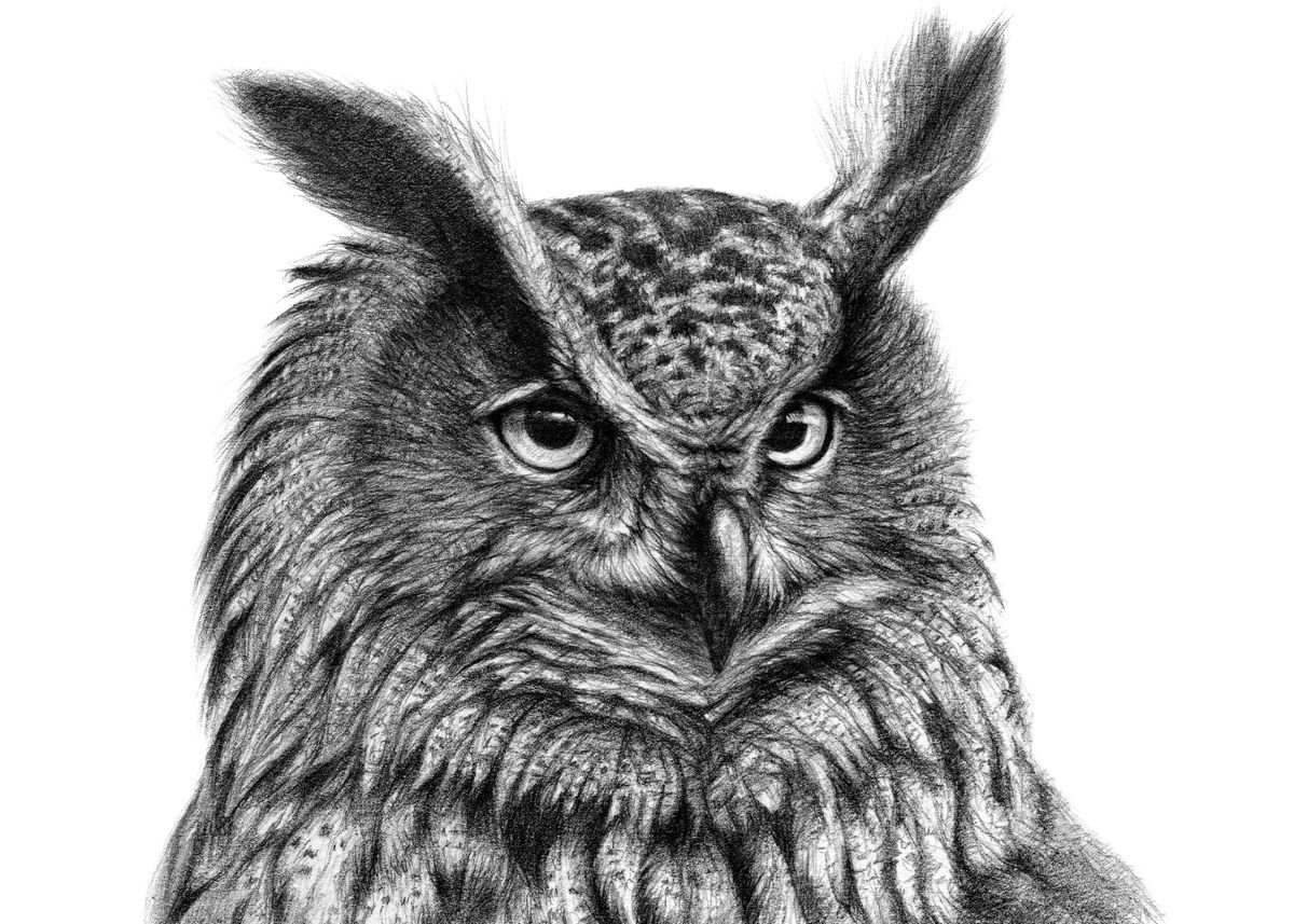 Сова рисунок