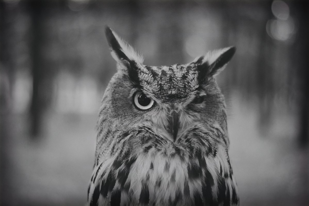 Сова черно белая