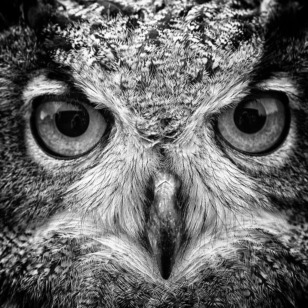 Филин черно белый