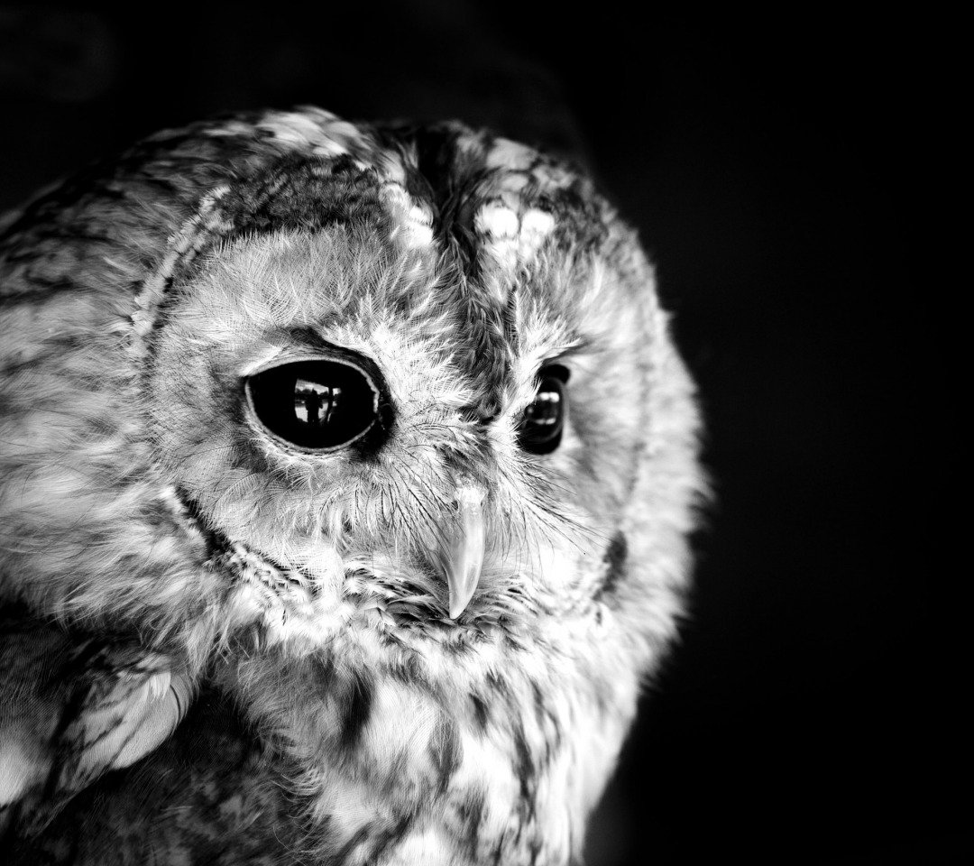 Картина Совы в черно белом цвете