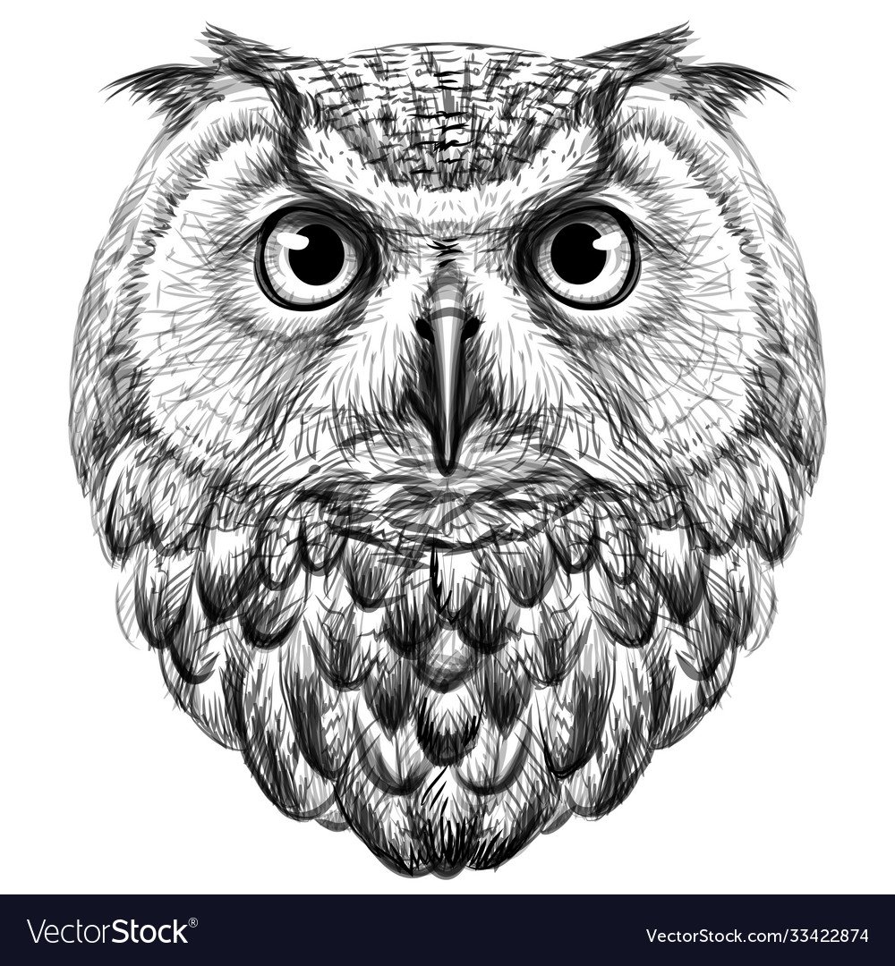 Сова реалистичная вектор