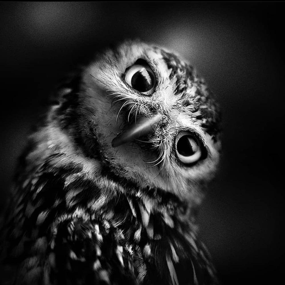 Черно белые животные