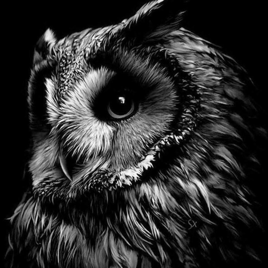 Сова на черном фоне