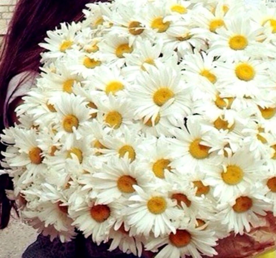 Букет ромашек для любимой