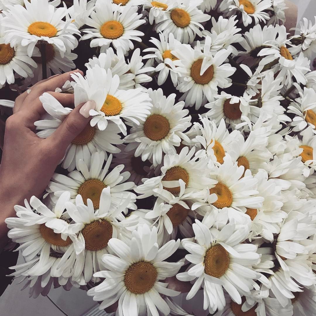 Букет ромашек селфи