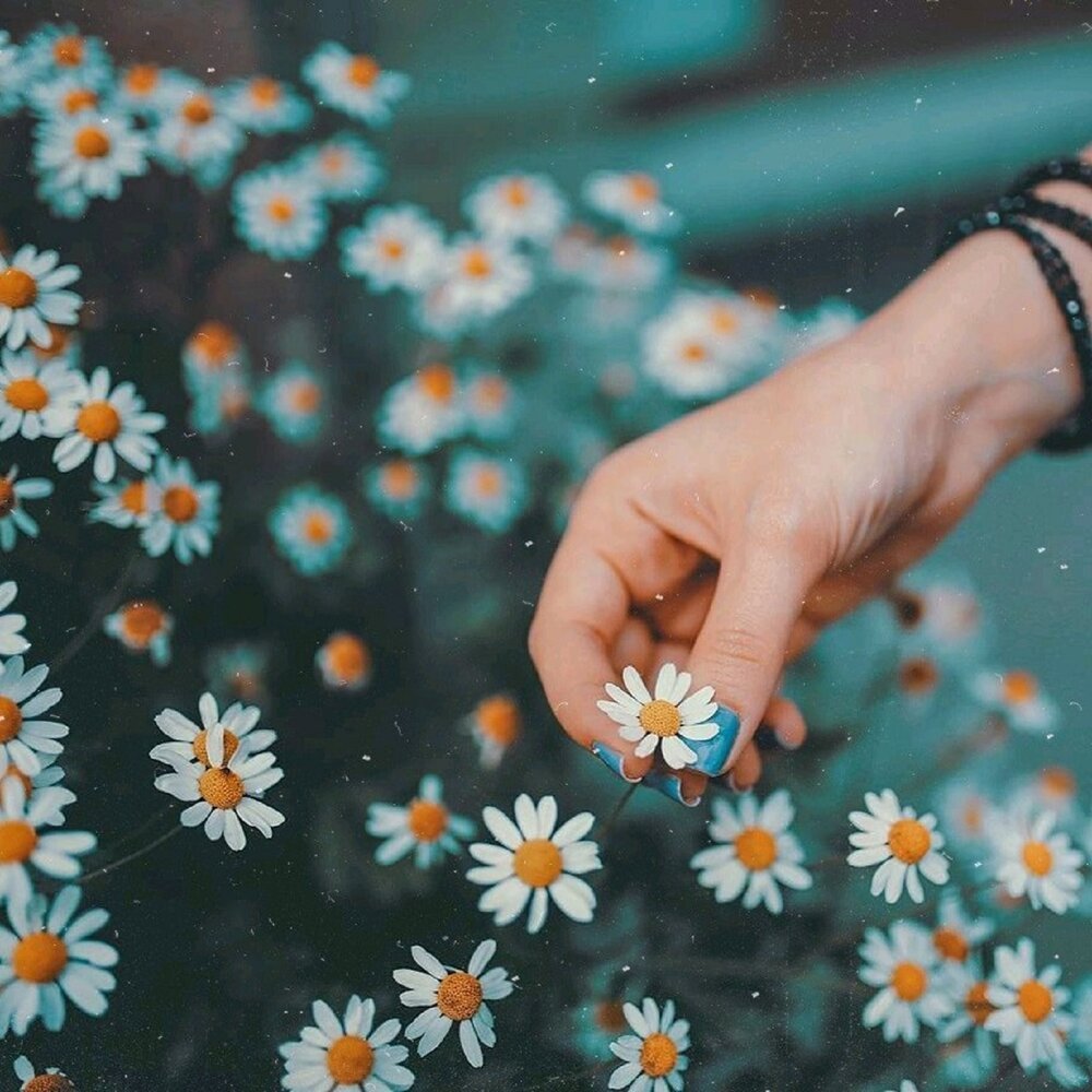 Ромашки в руках