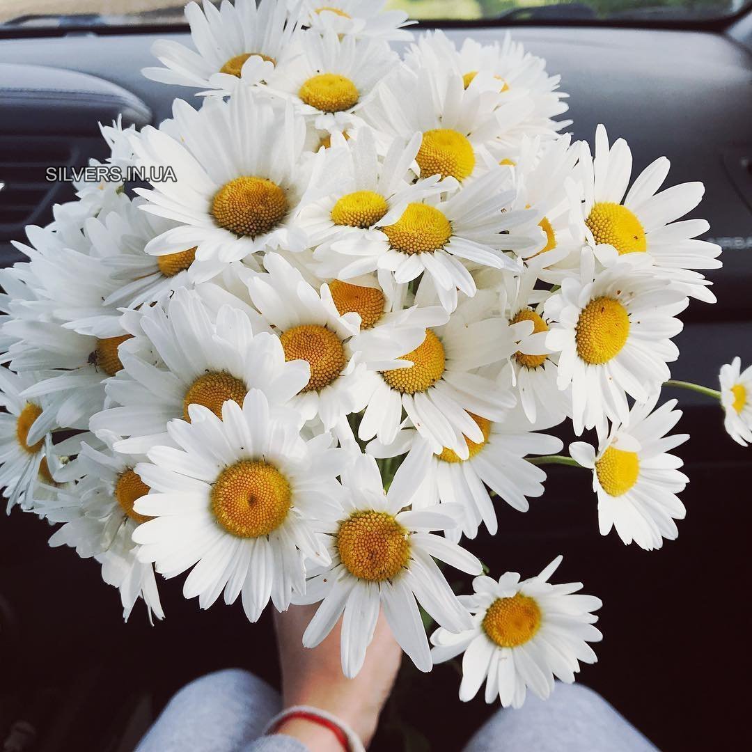 Букет ромашек для любимой девушки