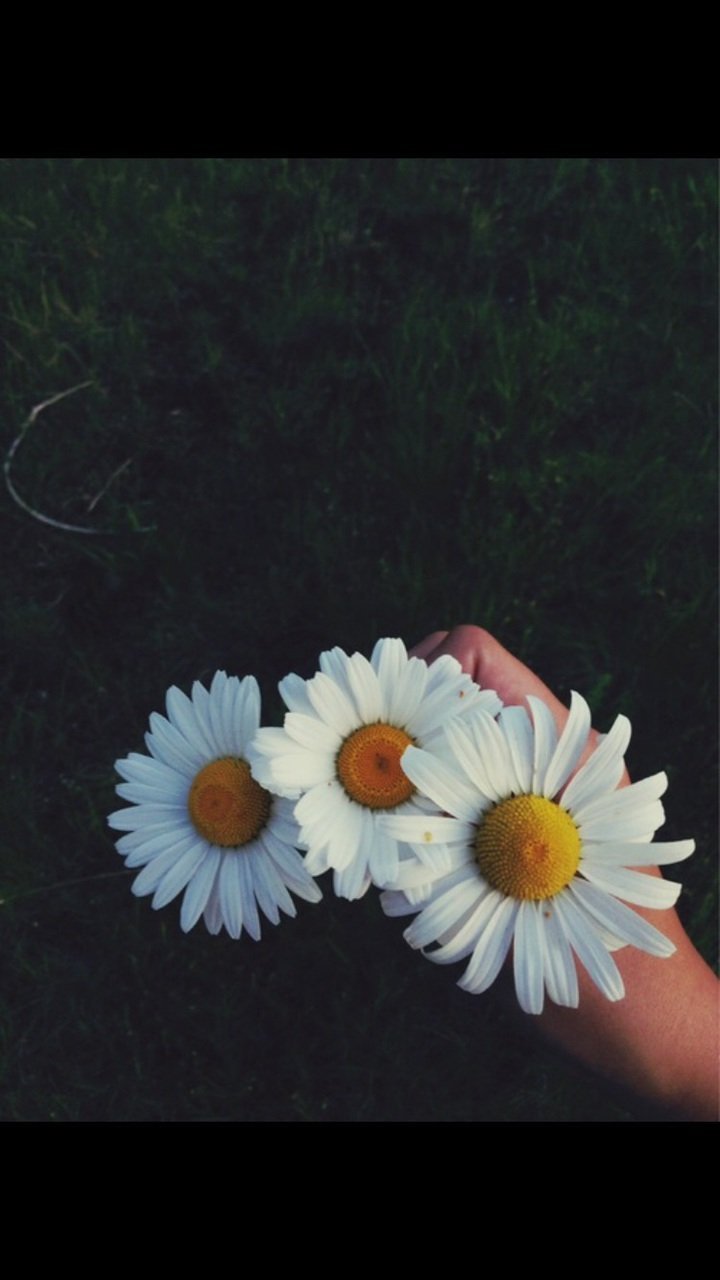 Парень с ромашками Эстетика