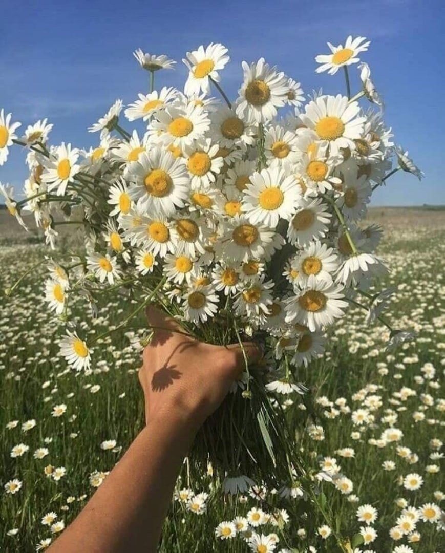 Букетик ромашек в руке
