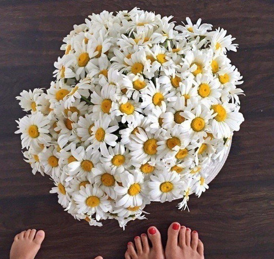 Букет ромашек в руках