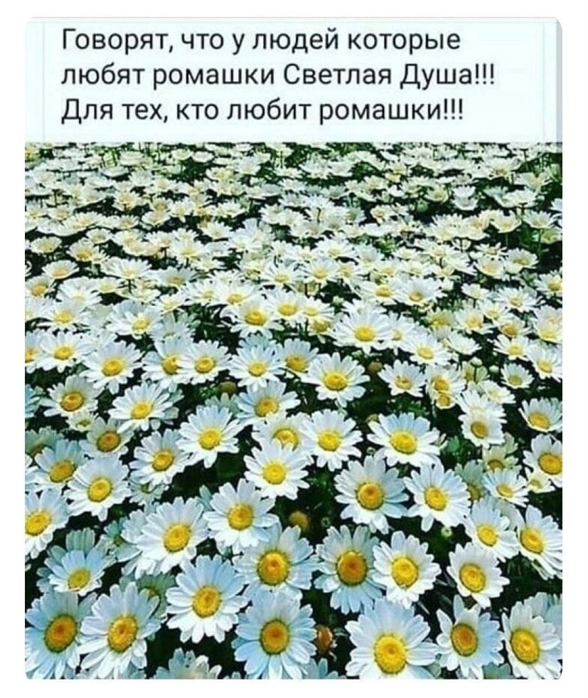 Привет ромашки