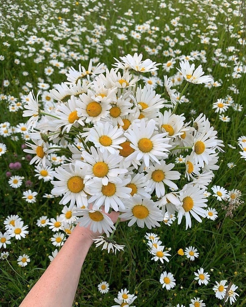 Картинки ромашки любимой