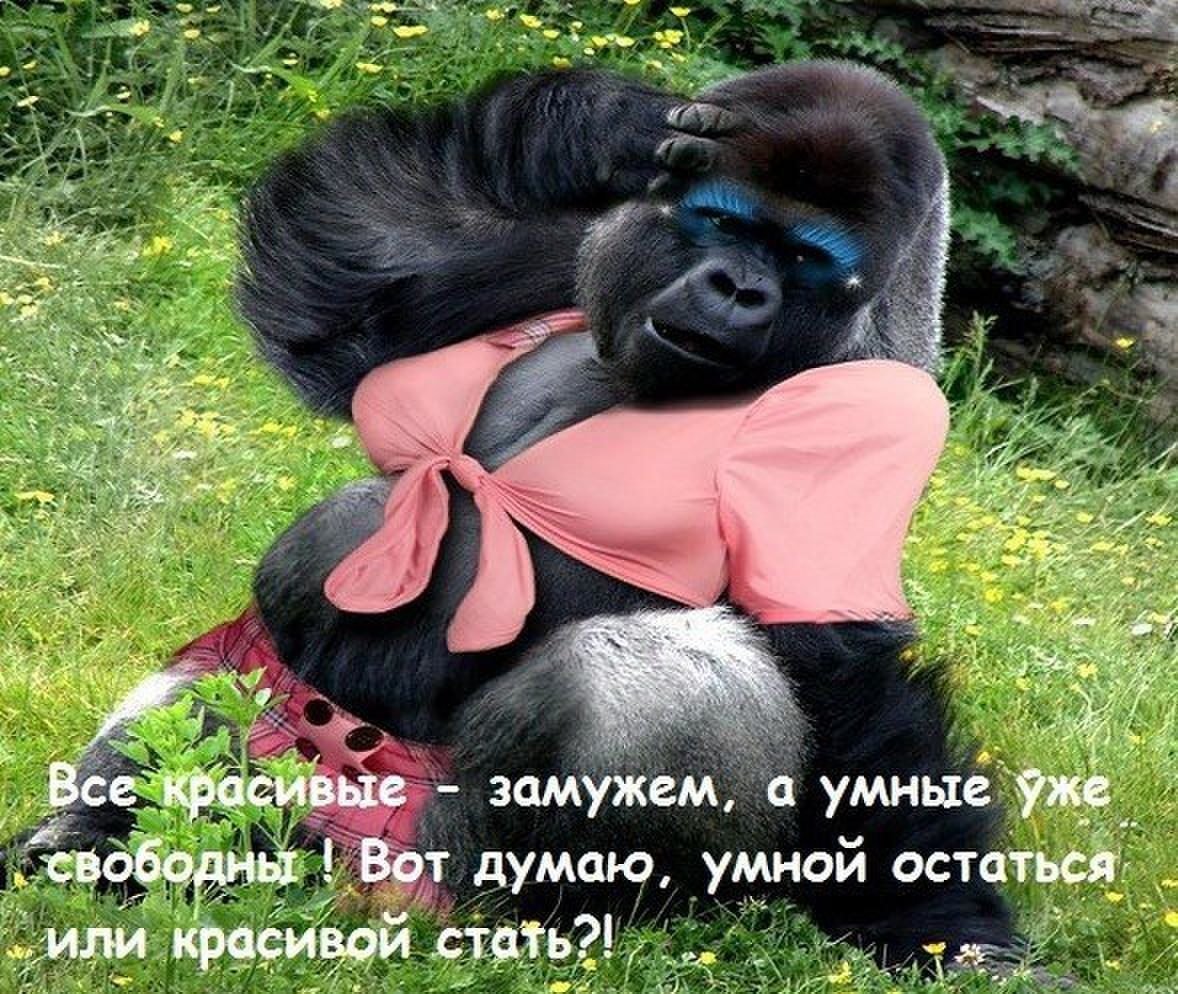 Обезьяна к умным или красивым