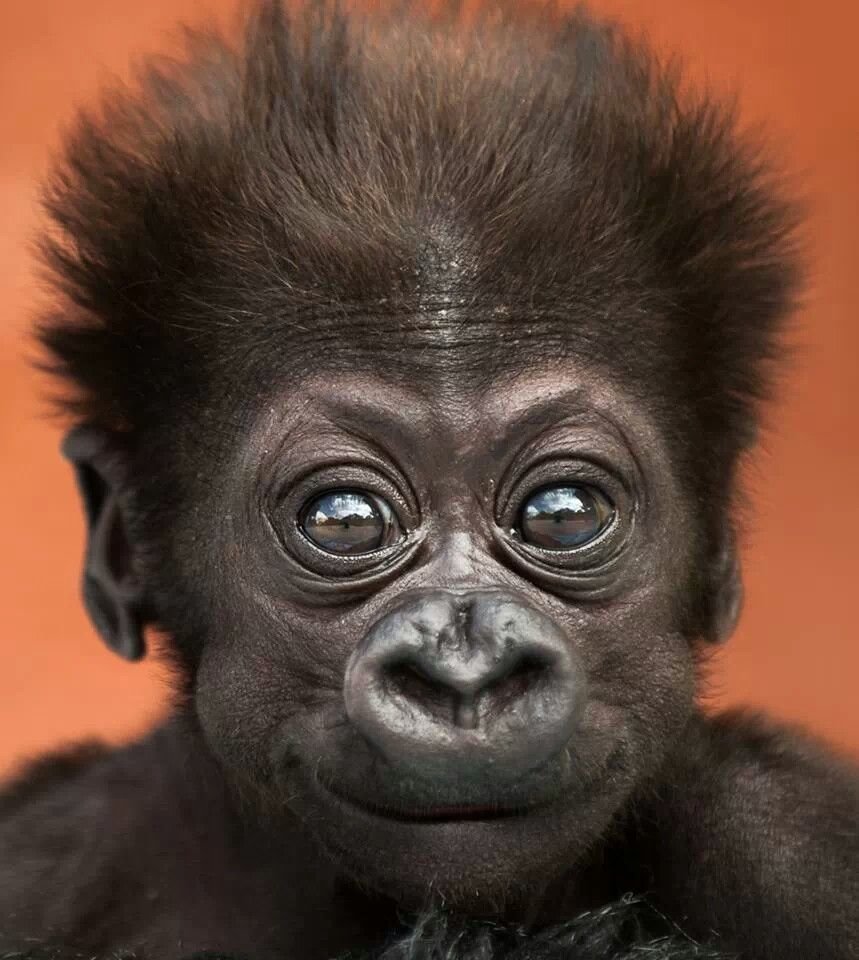 Сумасшедшие обезьяны