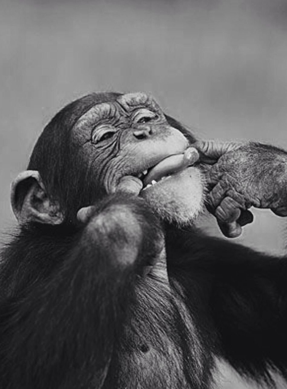 Кунац меймун