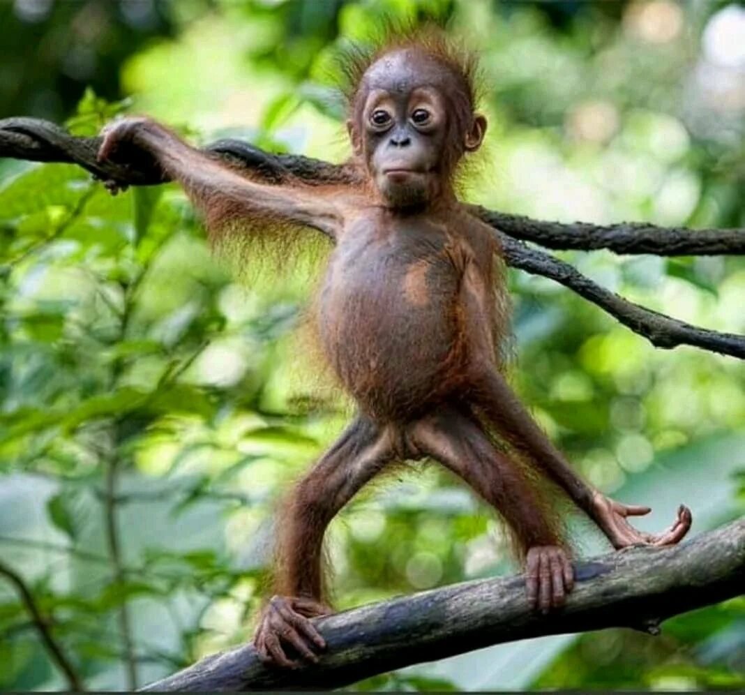 Смешная мартышка