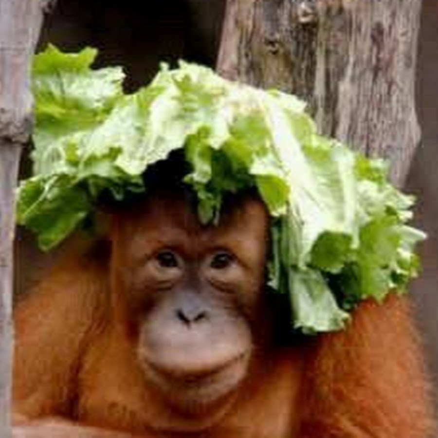 Смешные обезьянки