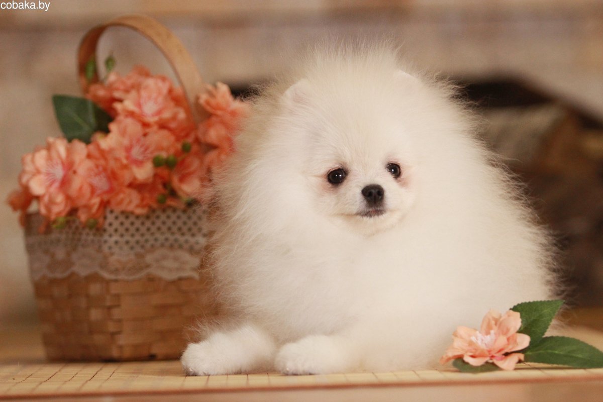 Померанский шпиц щенок медвежьего типа рыжий