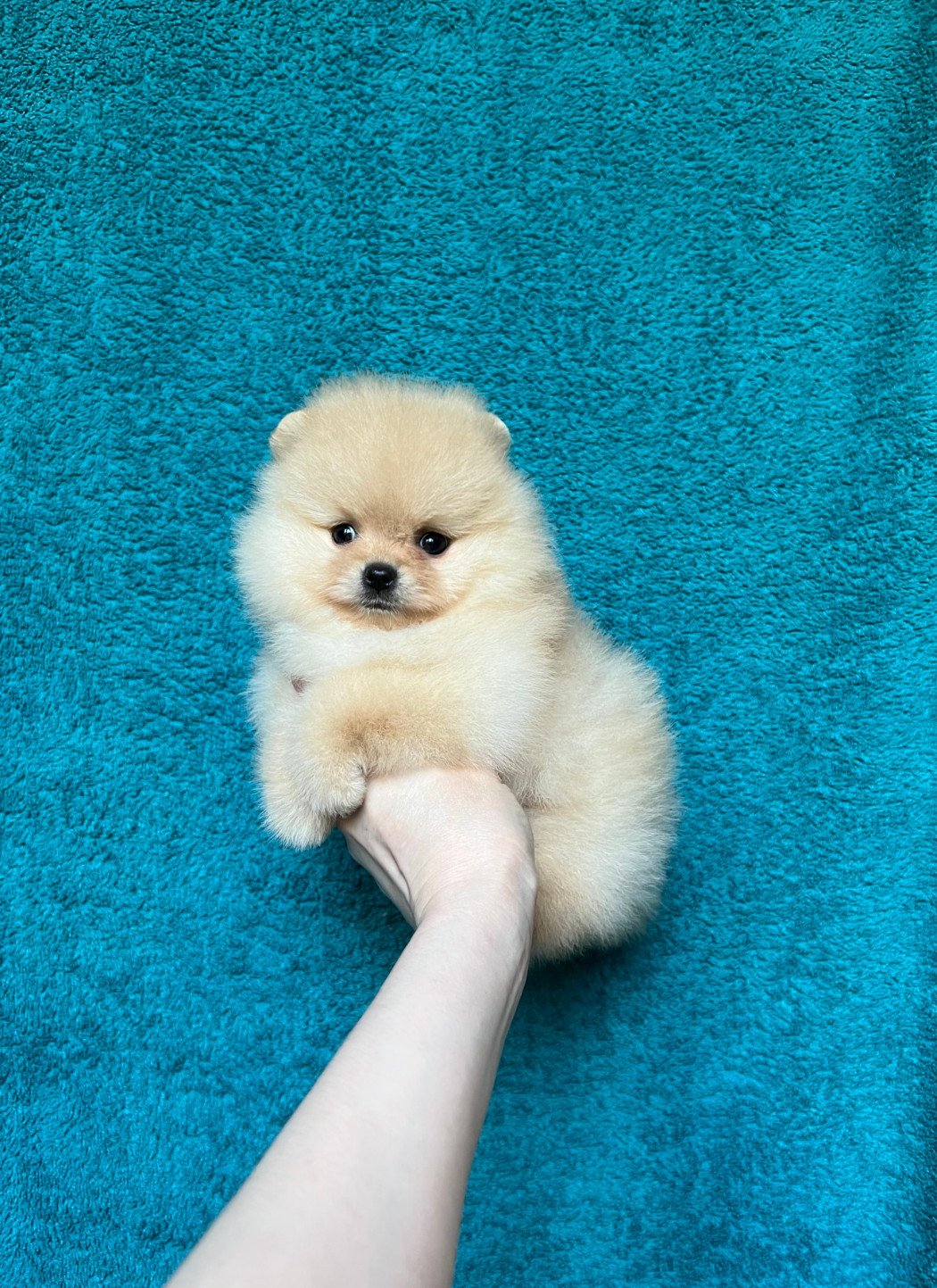 Померанский шпиц