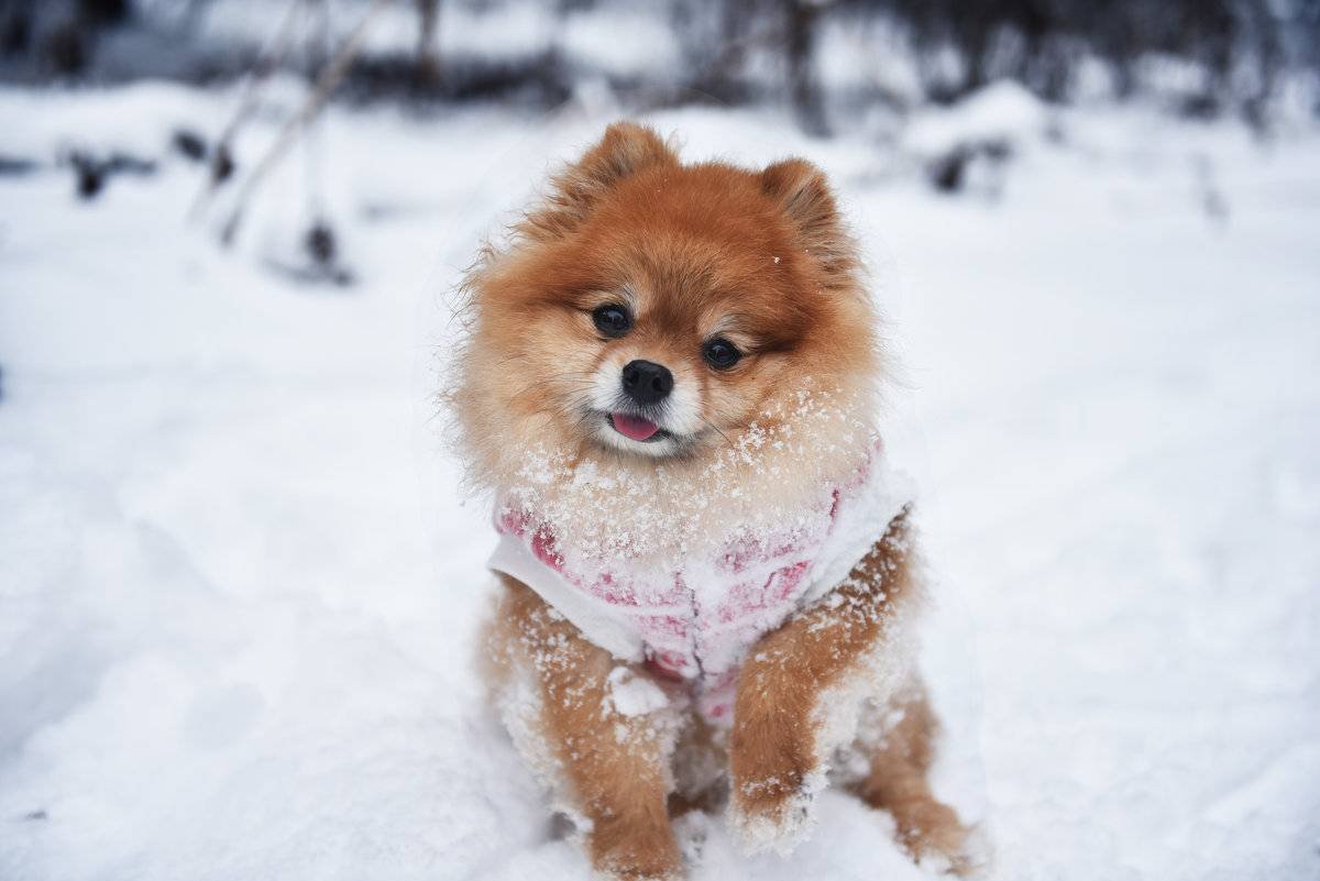 Карликовый шпиц